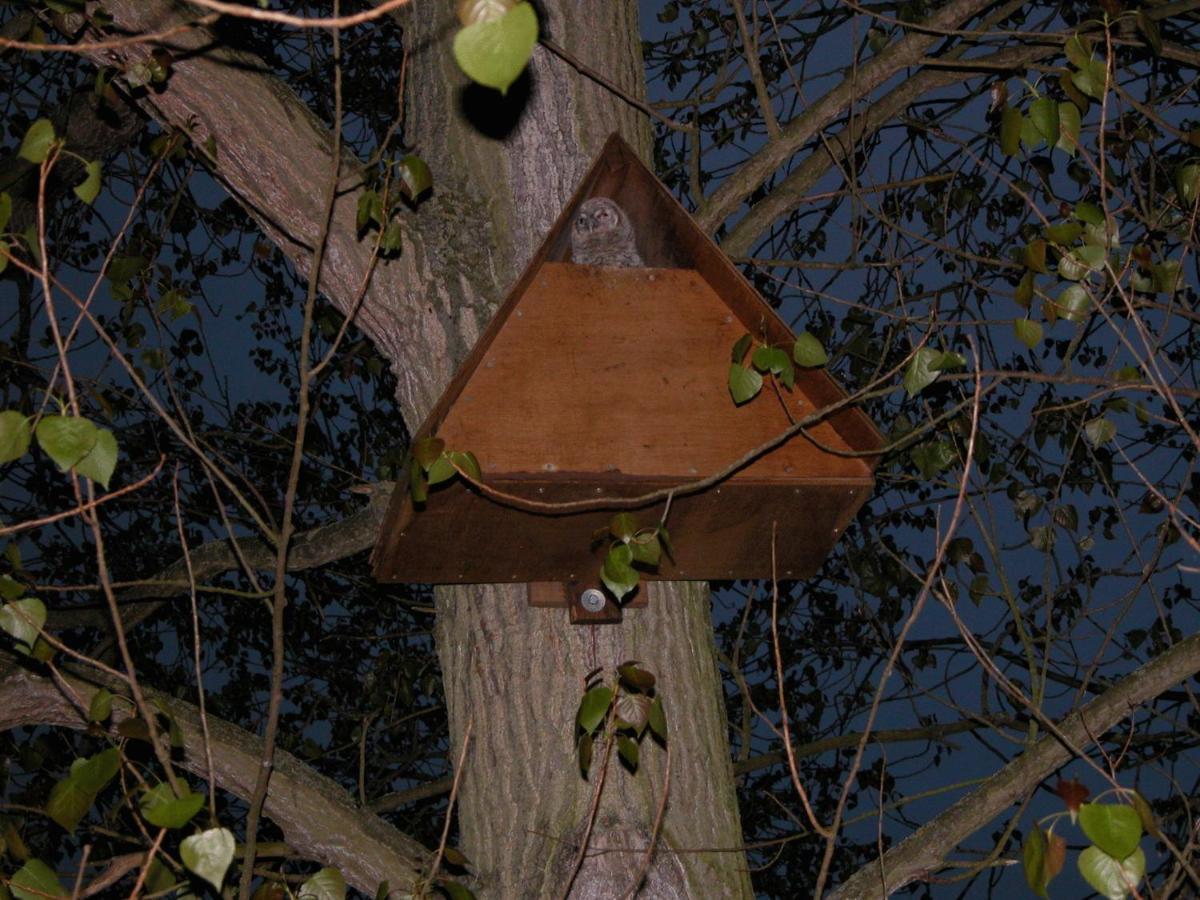 The Willows Bed & Breakfast York Eksteriør bilde