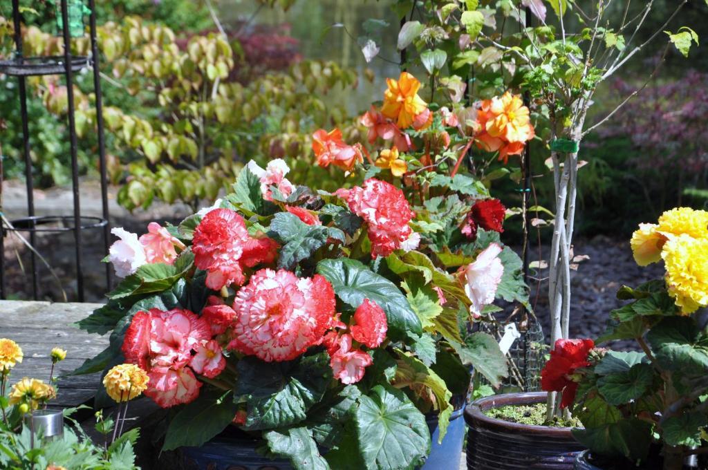 The Willows Bed & Breakfast York Eksteriør bilde
